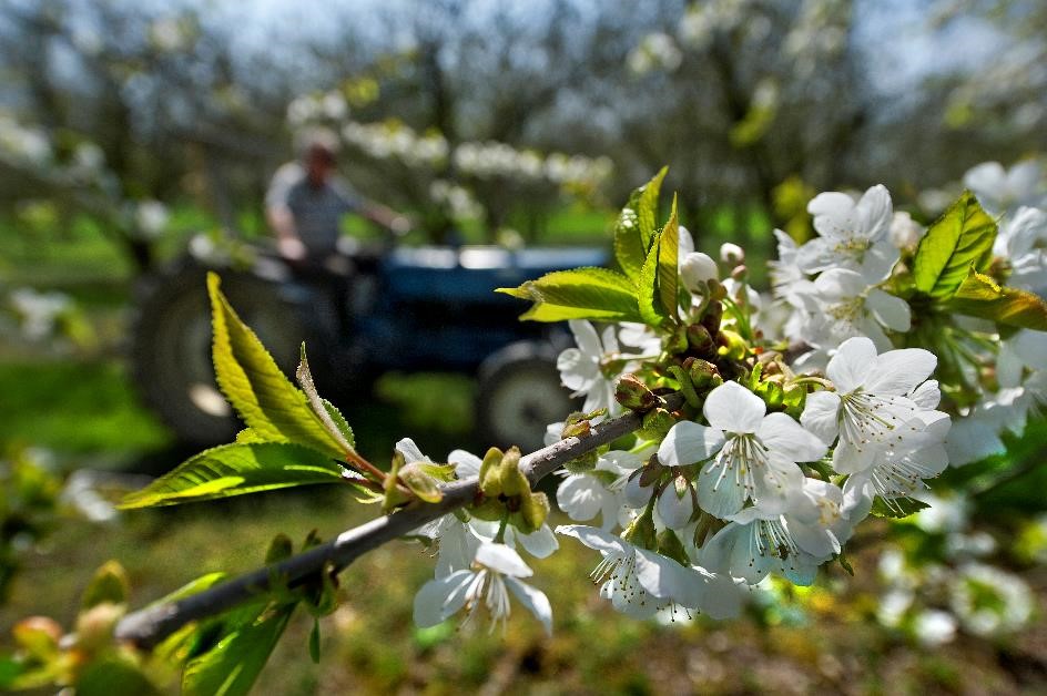 Witte bloesem in weiland met op de achtergrond een boer op een tractor